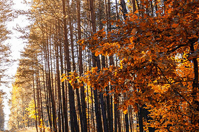 2025 ag娱乐老板是谁伯恩茅斯主场战平西汉姆联，难分胜负积累经验